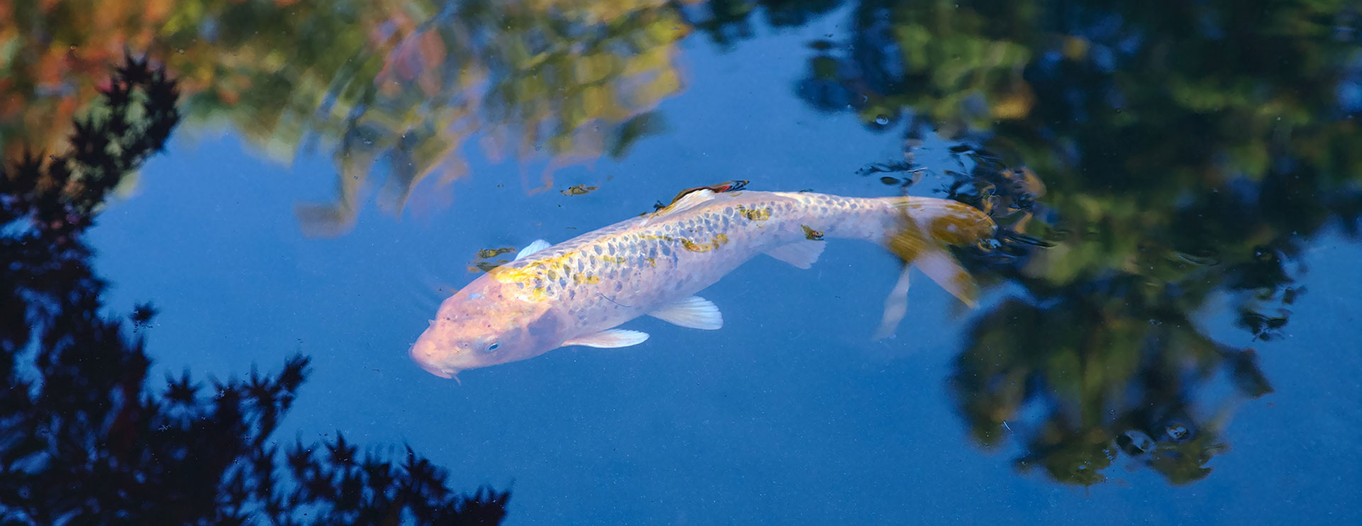Koi Teufl Wieselburg