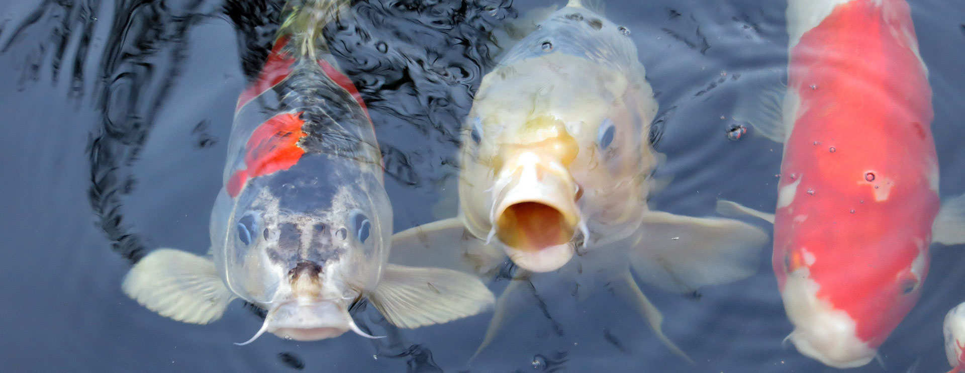 Koi Teufl Wieselburg