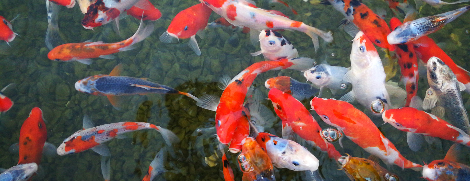 Koi Teufl Wieselburg