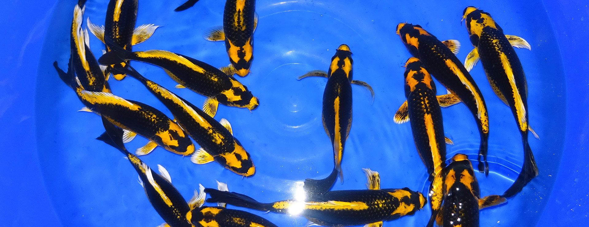 Koi Teufl Wieselburg